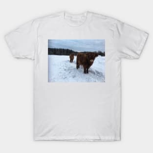 Scottish Highland Cattle Calves 1865 T-Shirt